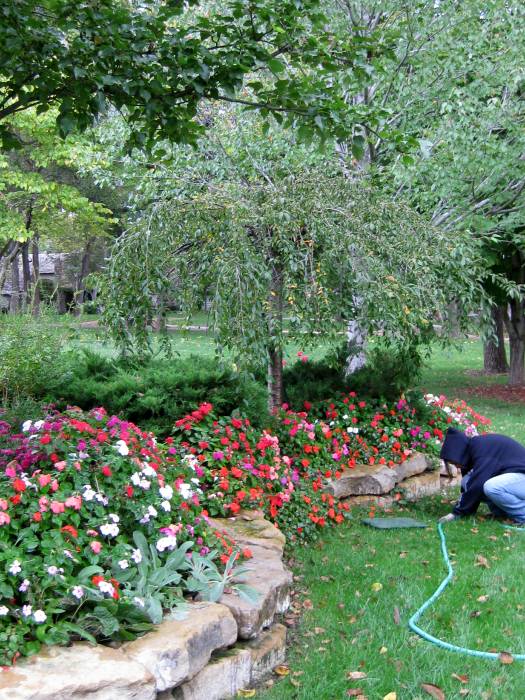Lawrence, KS Landscape Design Annuals and Perennials Planting Flowers
