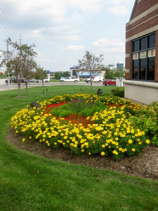 Lawrence, KS Landscape Design Annuals and Perennials Planting Flowers