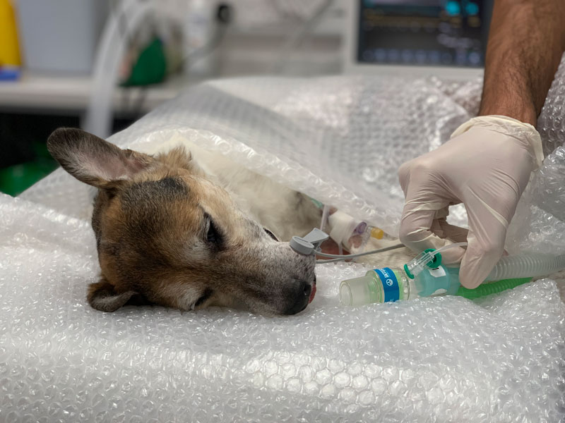 Do Dogs Need To Be Sedated For X Rays