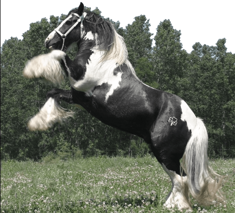 WW Foundation Horses WillowWind Stable