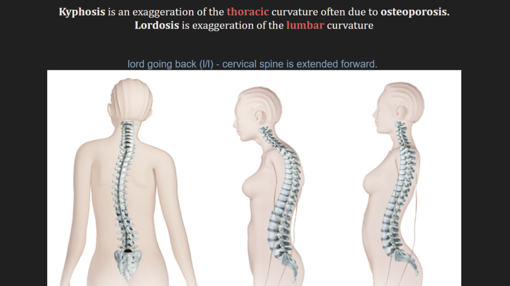 7 Best Anatomy Anki Decks Learn Anatomy Fast (2021) willpeachMD