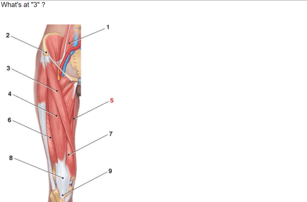 7 Best Anatomy Anki Decks Learn Anatomy Fast (2021) willpeachMD