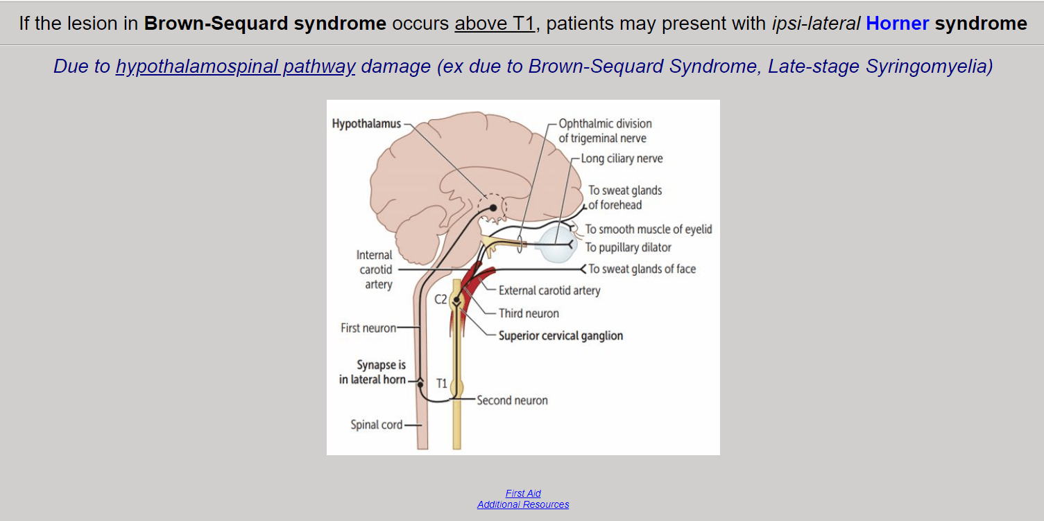 5 Best Neurology Anki Decks (2021) willpeachMD