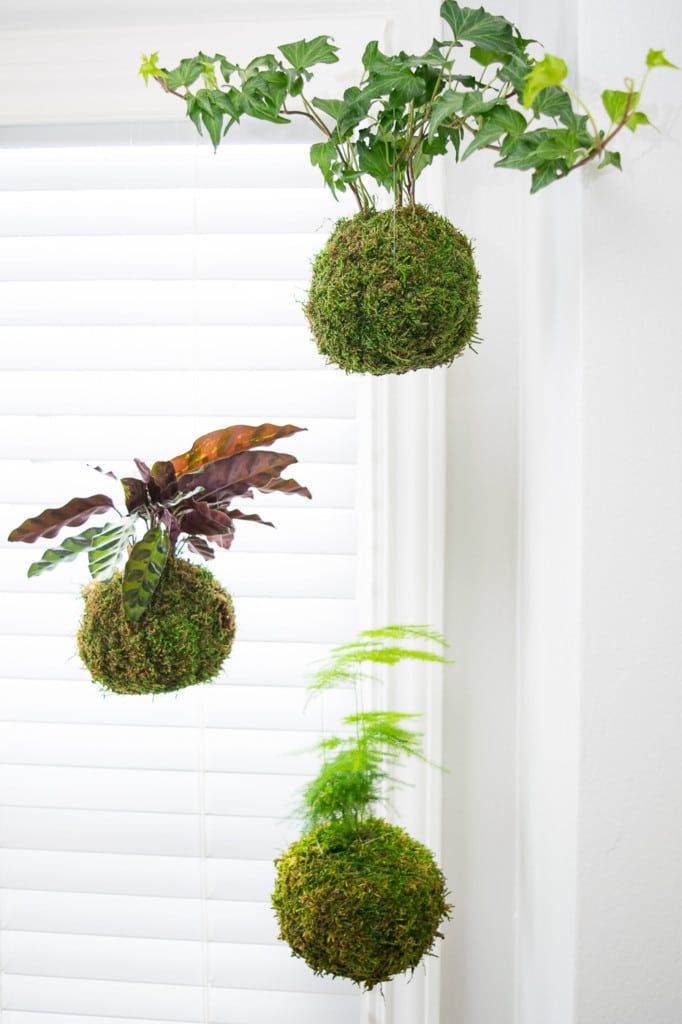 15 Captivating Indoor Moss Garden Ideas
