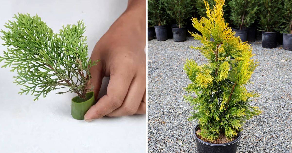 How To Grow New Thuja Plants From Cuttings With Aloe Vera Gel