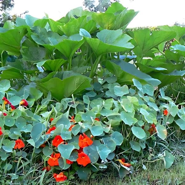 20 Best Companion Plants for Zucchini