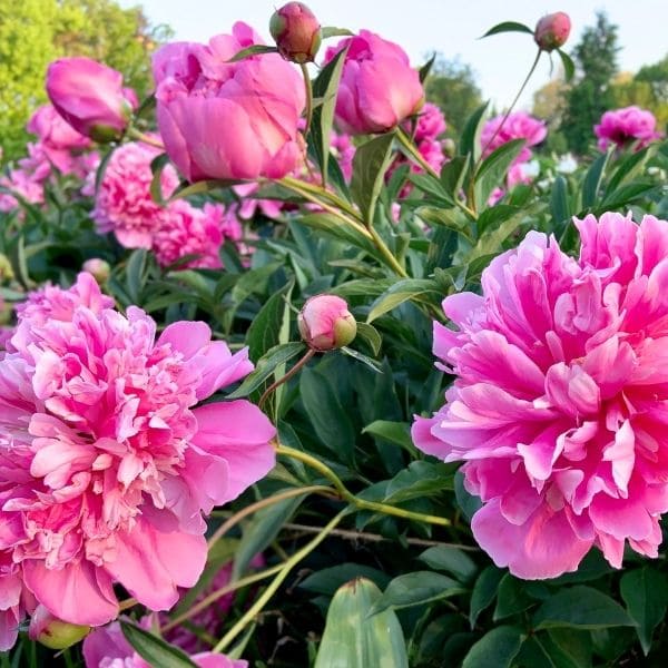 How to Cut Peonies For A Vase