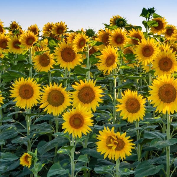 14 Types Of Weed That Looks Like A Sunflower
