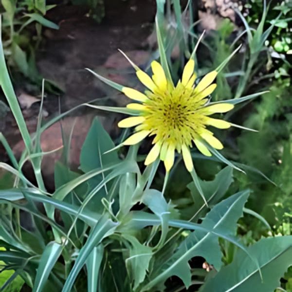 14 Types Of Weed That Looks Like A Sunflower