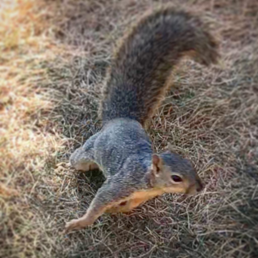 Squirrels Willy Teav