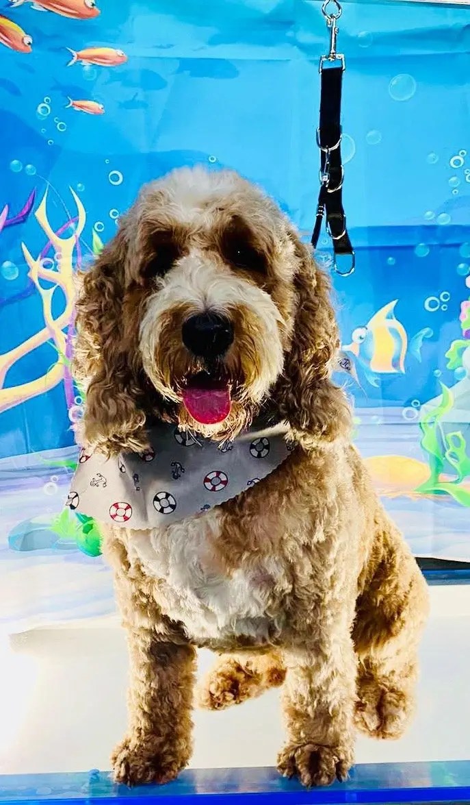 Wilmas Wagnificent Pet Spa Dog Grooming Photo Gallery