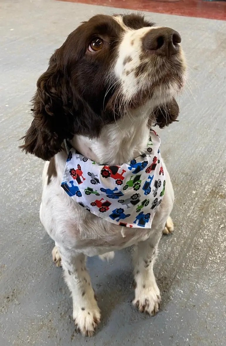 Wilmas Wagnificent Pet Spa Dog Grooming Photo Gallery
