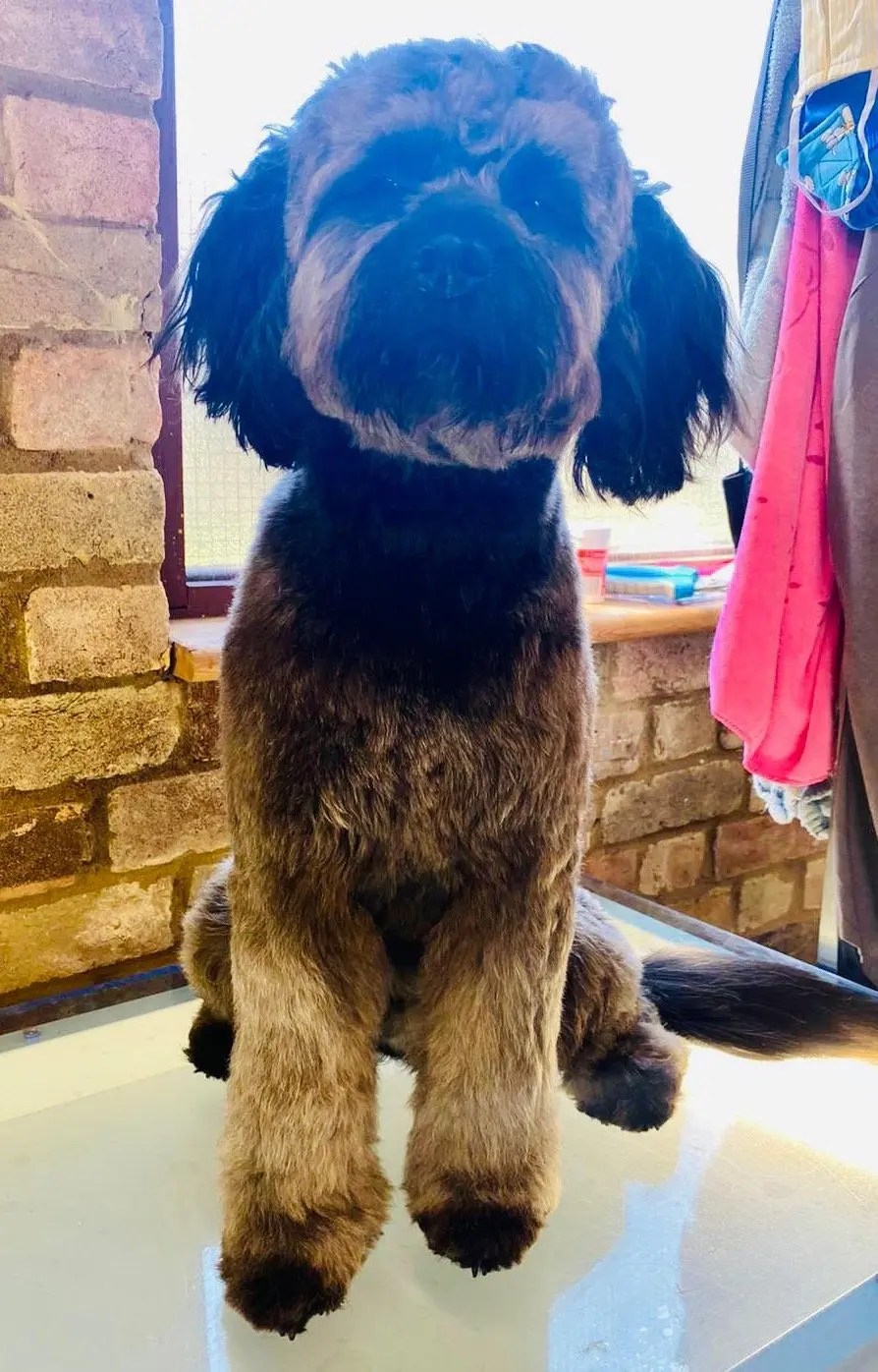 Wilmas Wagnificent Pet Spa Dog Grooming Photo Gallery