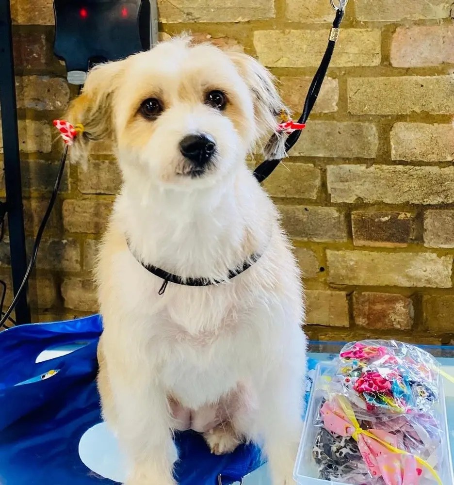 Wilmas Wagnificent Pet Spa Dog Grooming Photo Gallery