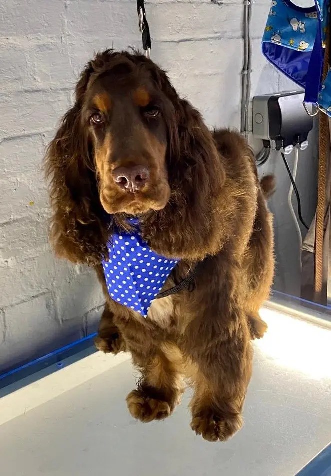Wilmas Wagnificent Pet Spa Dog Grooming Photo Gallery