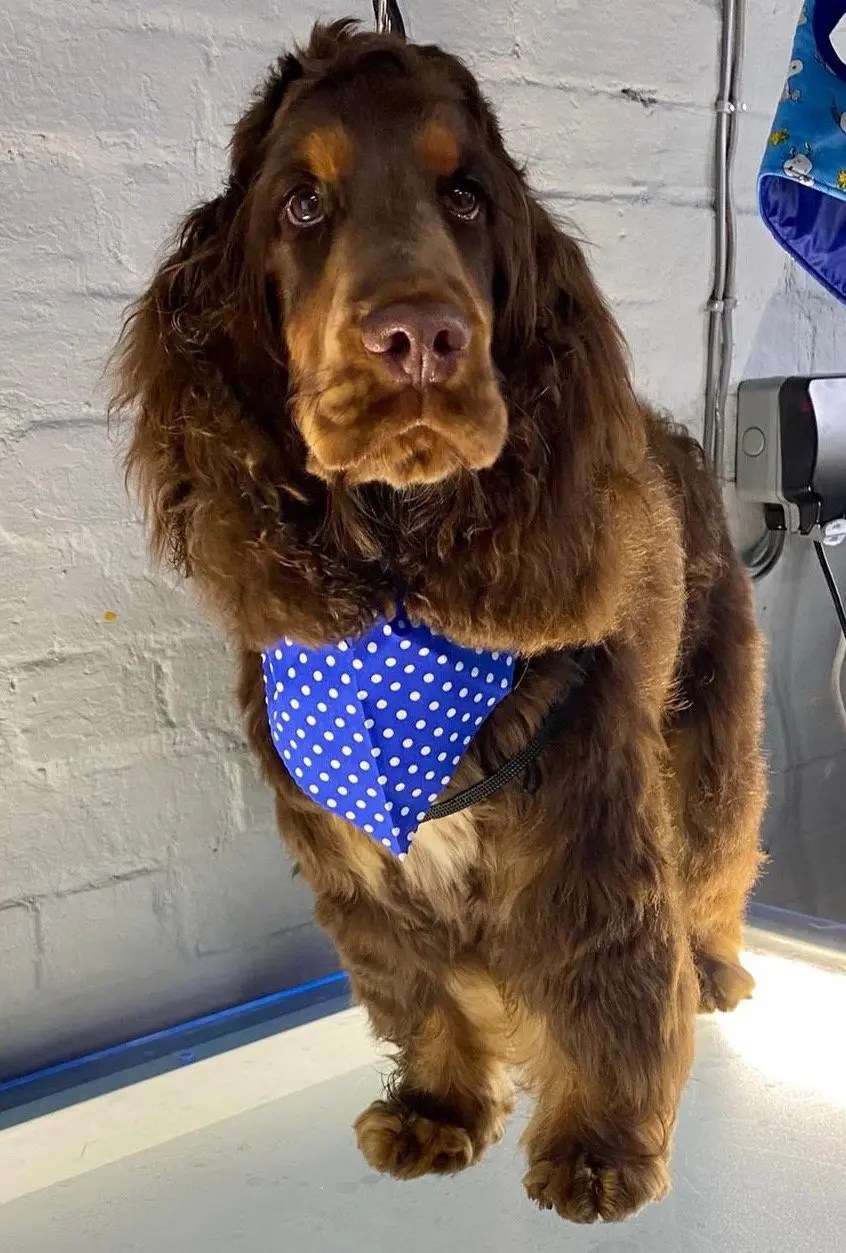 Wilmas Wagnificent Pet Spa Dog Grooming Photo Gallery