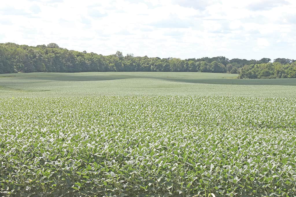 330 Acre Stout Farm Wilson National