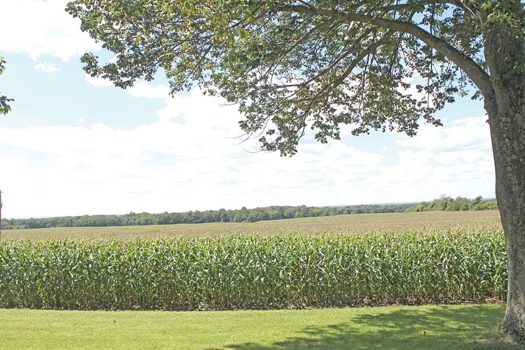 330 Acre Stout Farm Wilson National