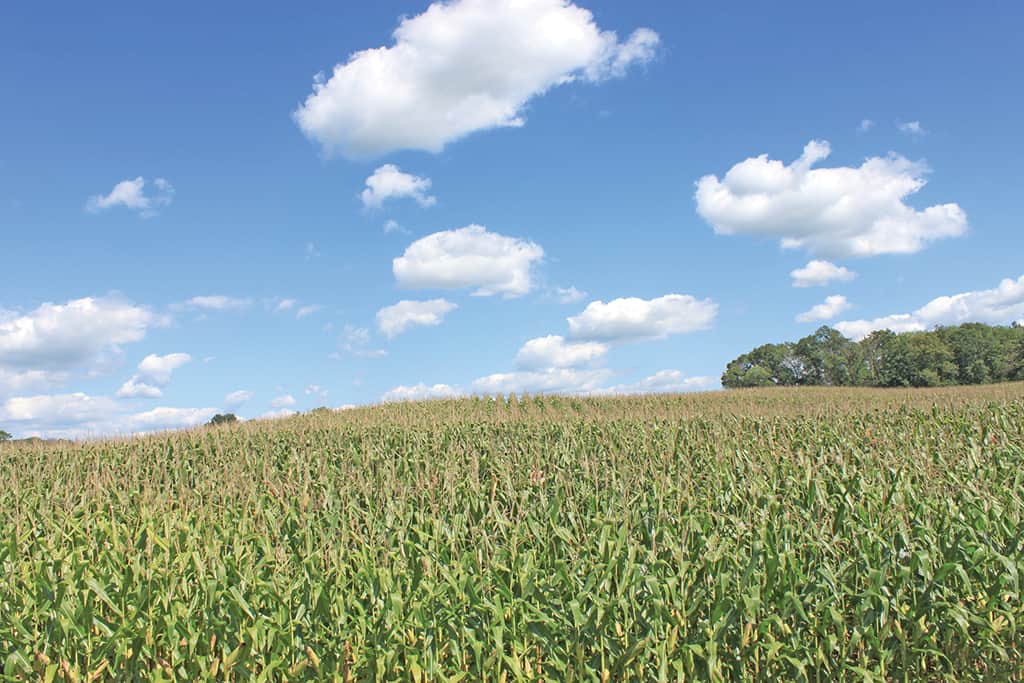 330 Acre Stout Farm Wilson National
