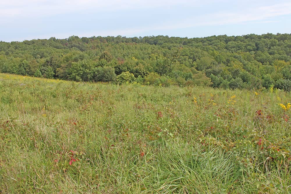 ONLINE AUCTION SCIOTO COUNTY 98 ACRES VACANT LAND Wilson National