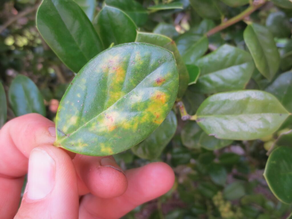 Nursery Management of Tea Scale on Camellias and Hollies N.C