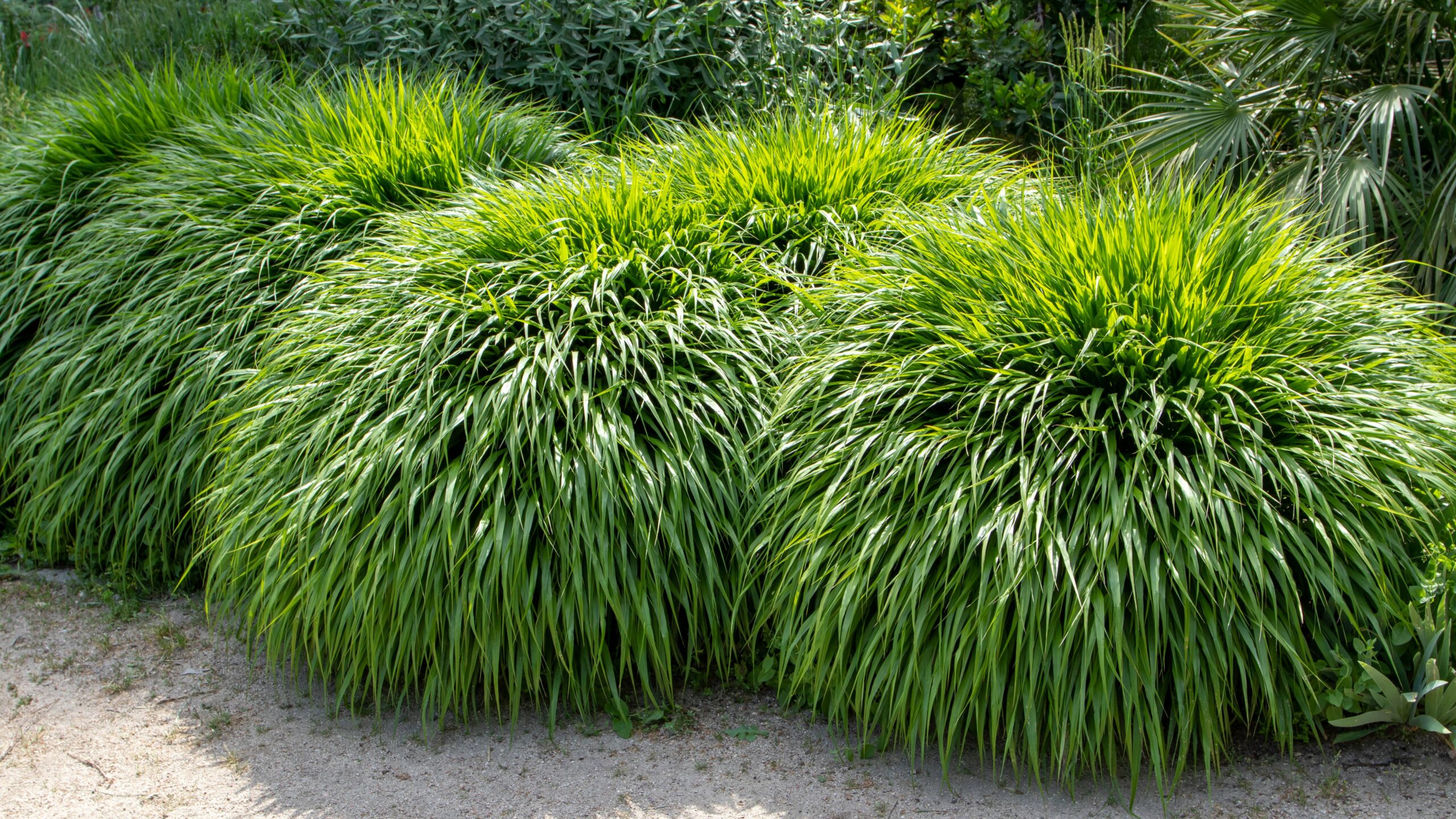 8 Best Ornamental Grasses for Landscaping Wilson Exteriors