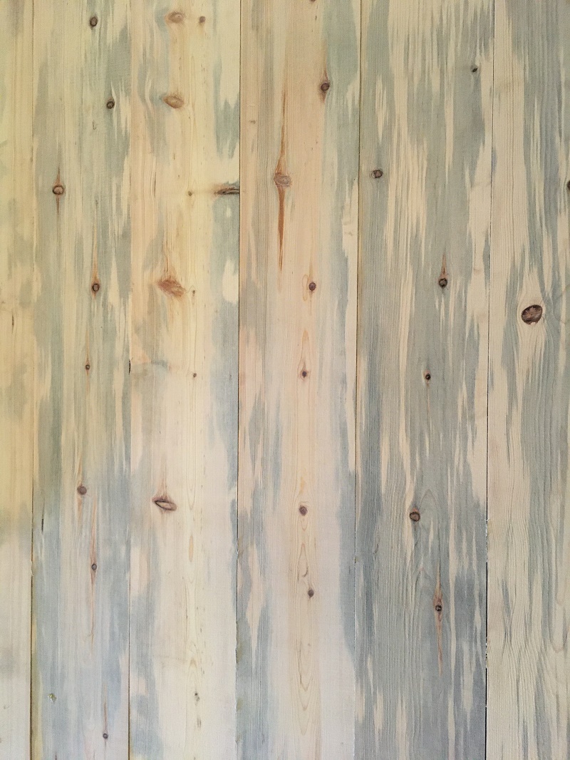 bluepine03 Wilson Forest Lands