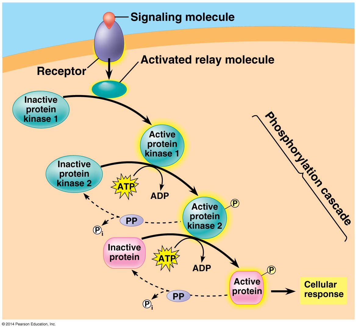 4 5 Membrane Transport and Cell Signaling | AP Bio Notes