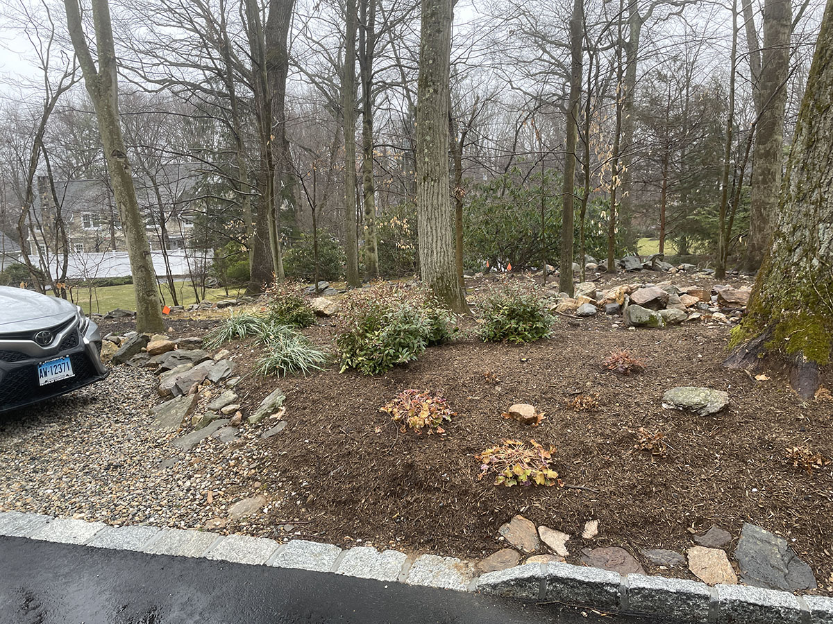DARIEN SMALL SHADE GARDEN UPDATES Barbara Wilson Landscapes