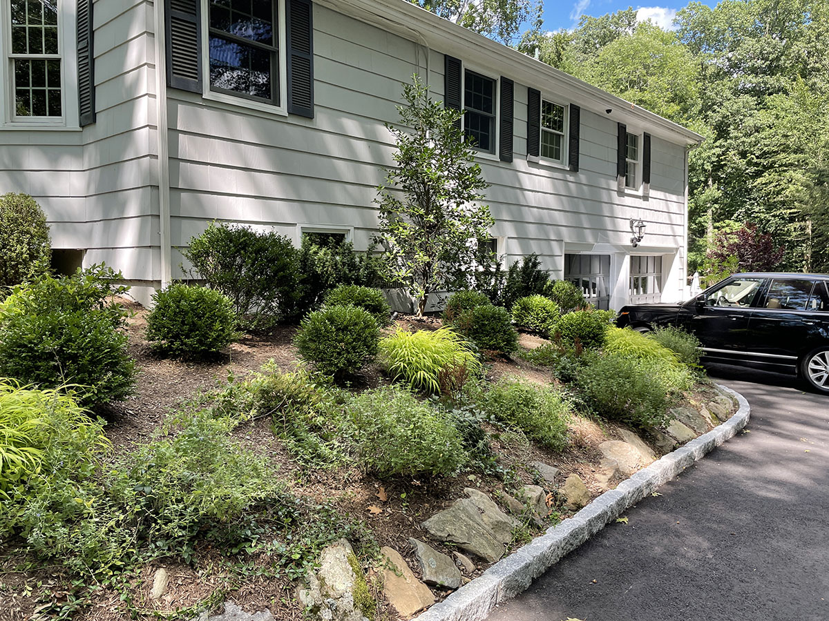DARIEN SMALL SHADE GARDEN UPDATES Barbara Wilson Landscapes
