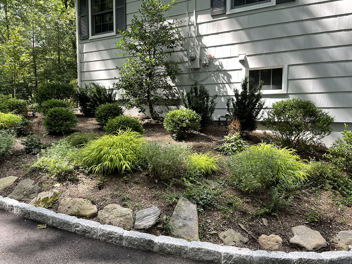 DARIEN SMALL SHADE GARDEN UPDATES Barbara Wilson Landscapes
