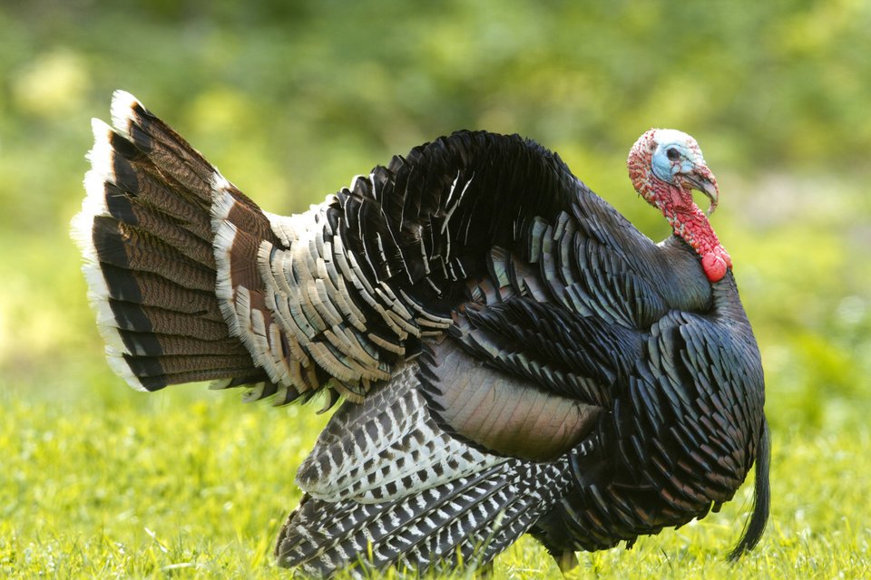 Why is Turkey Called Turkey? Facts About The Origin