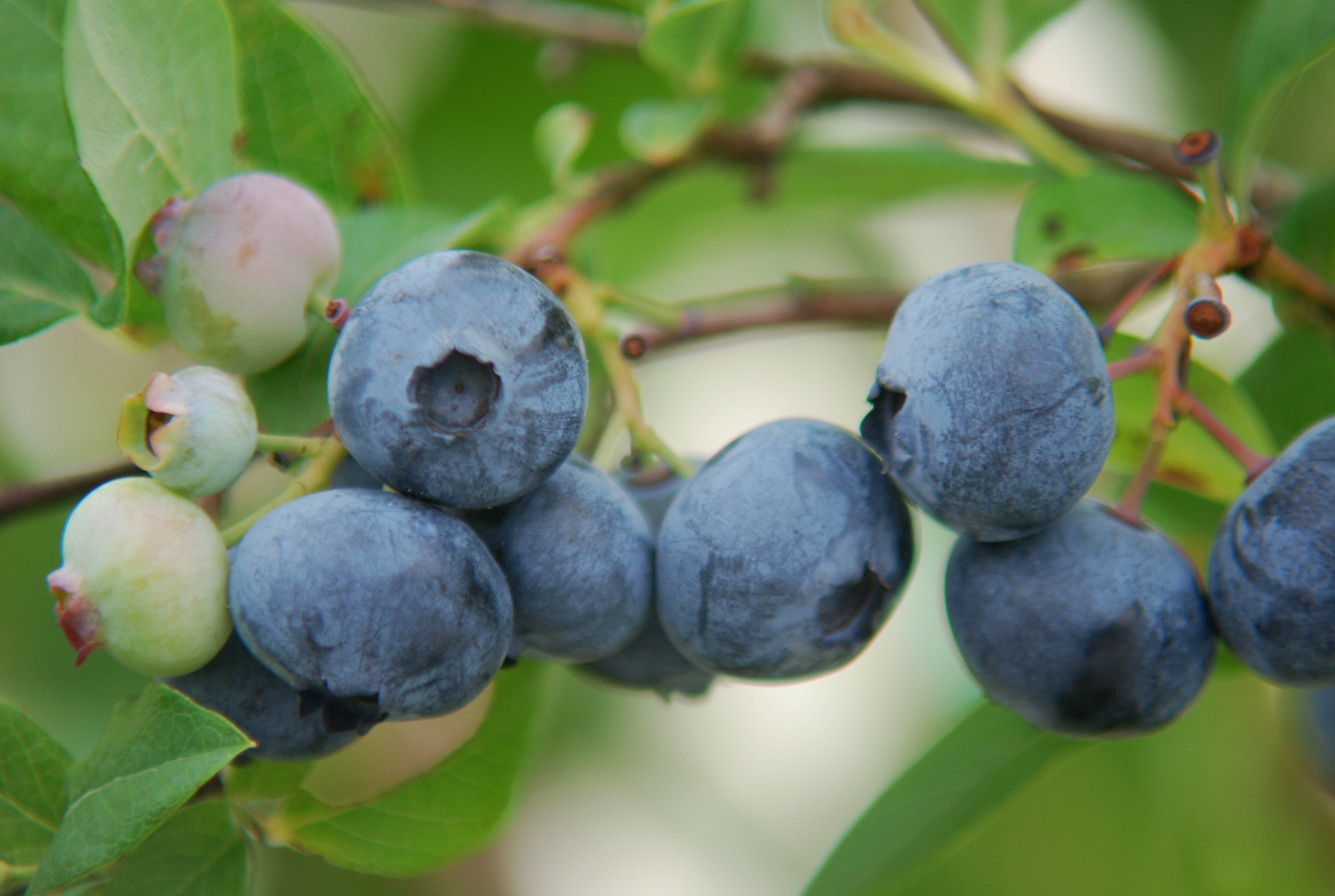 Fruit Trees Wiltrout Nursery Chippewa Falls, WI
