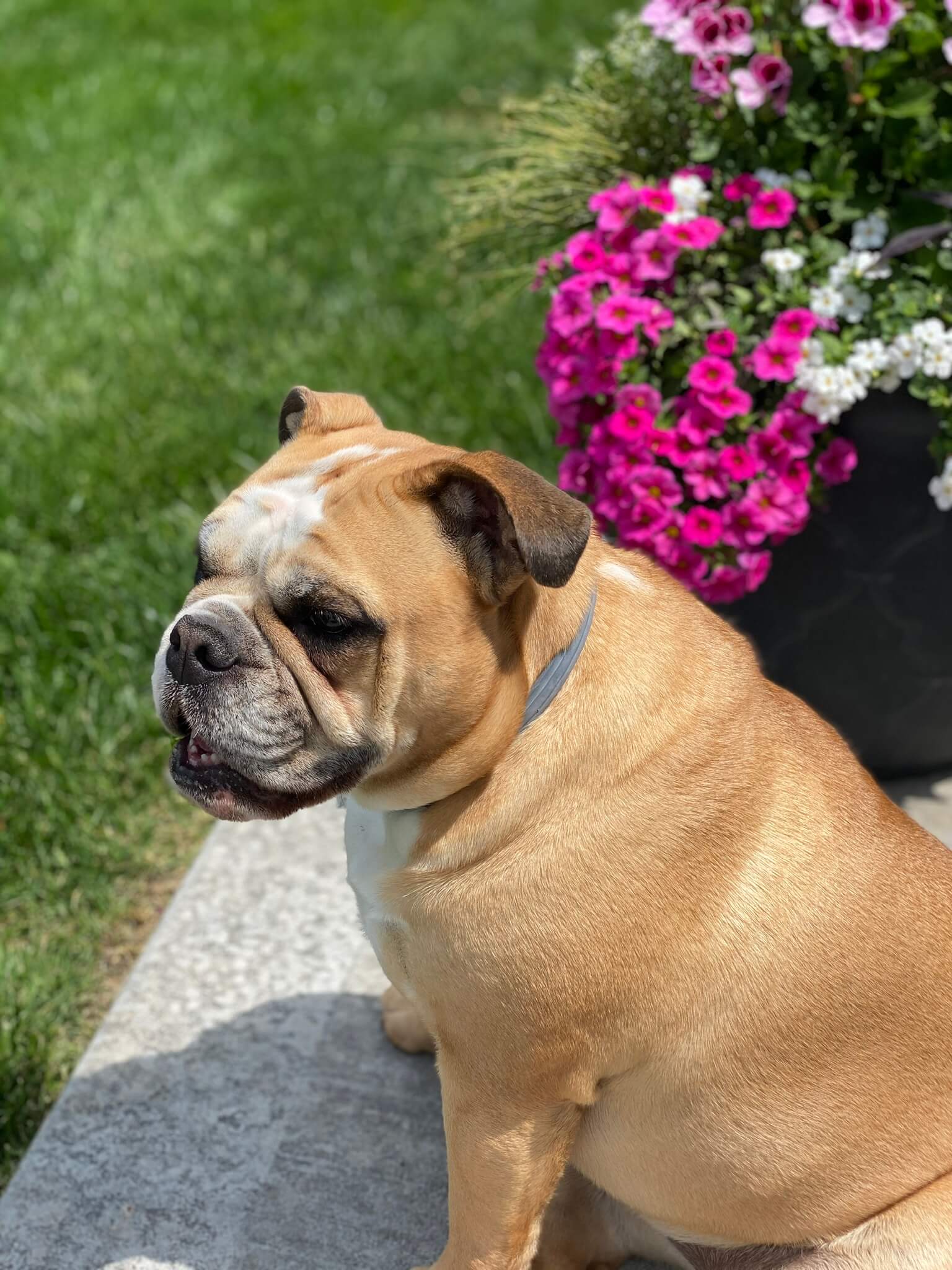 Winchester Pet Care Gallery Vet Clinic In Olathe, KS 80206