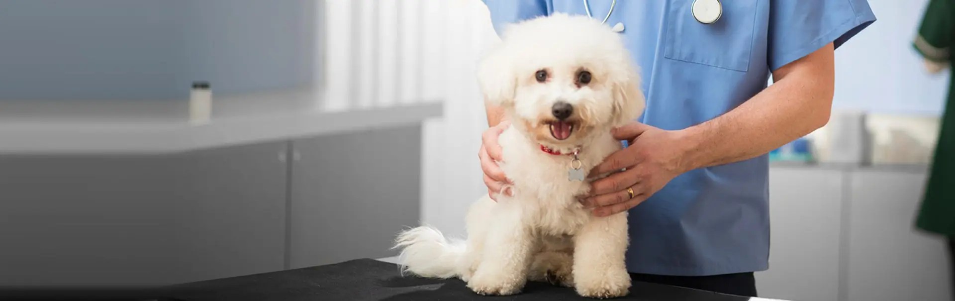 Hospital Tour Winchester Veterinary Clinic