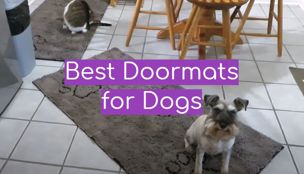 Top 5 Best Doormats for Dogs [September 2024 Review] WindChimesGuide