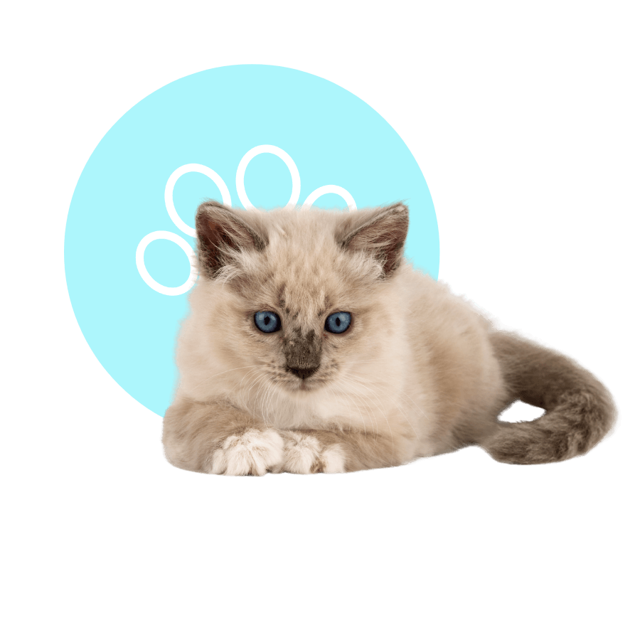 Medically Supervised Pet Boarding Windcrest Animal Hospital