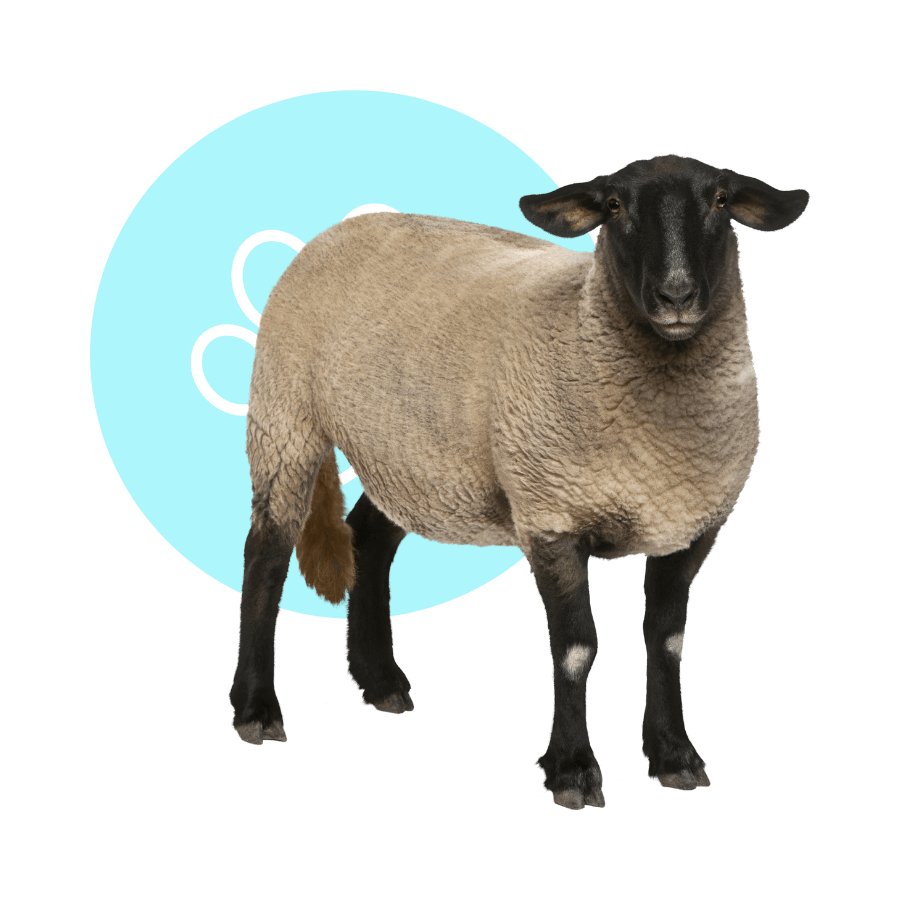 Small Ruminant Animals Service Wilmington Windcrest Animal Hospital