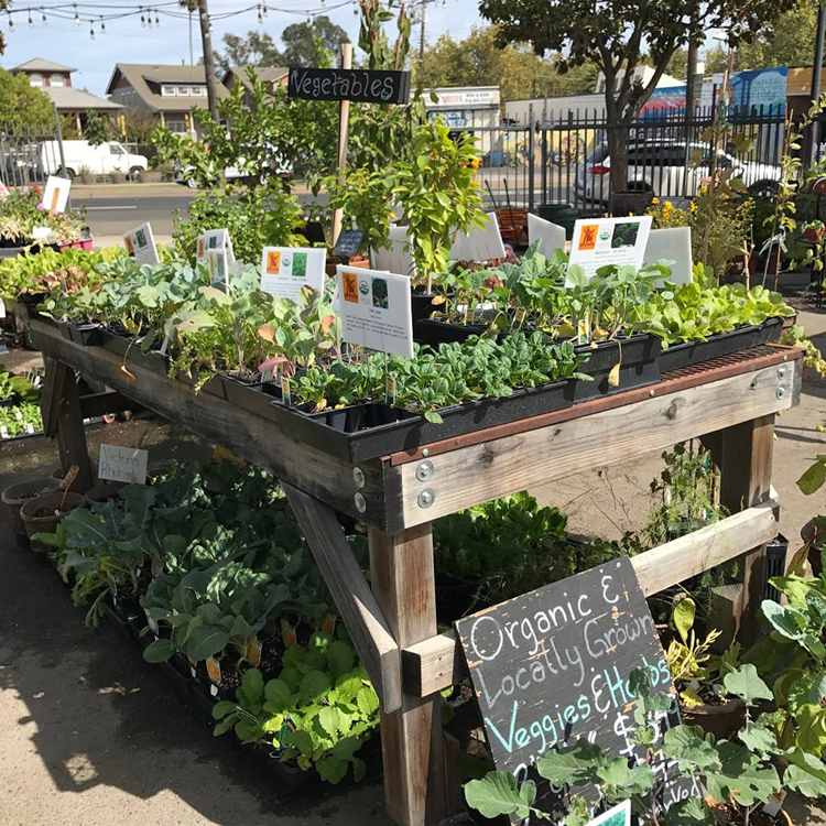7 Outstanding Garden Centers + Nurseries in the Sacramento Area