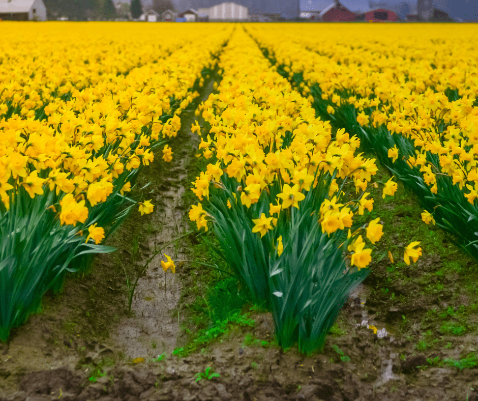 Washington State Daffodil Guide Windermere Real Estate Mill Creek Inc.