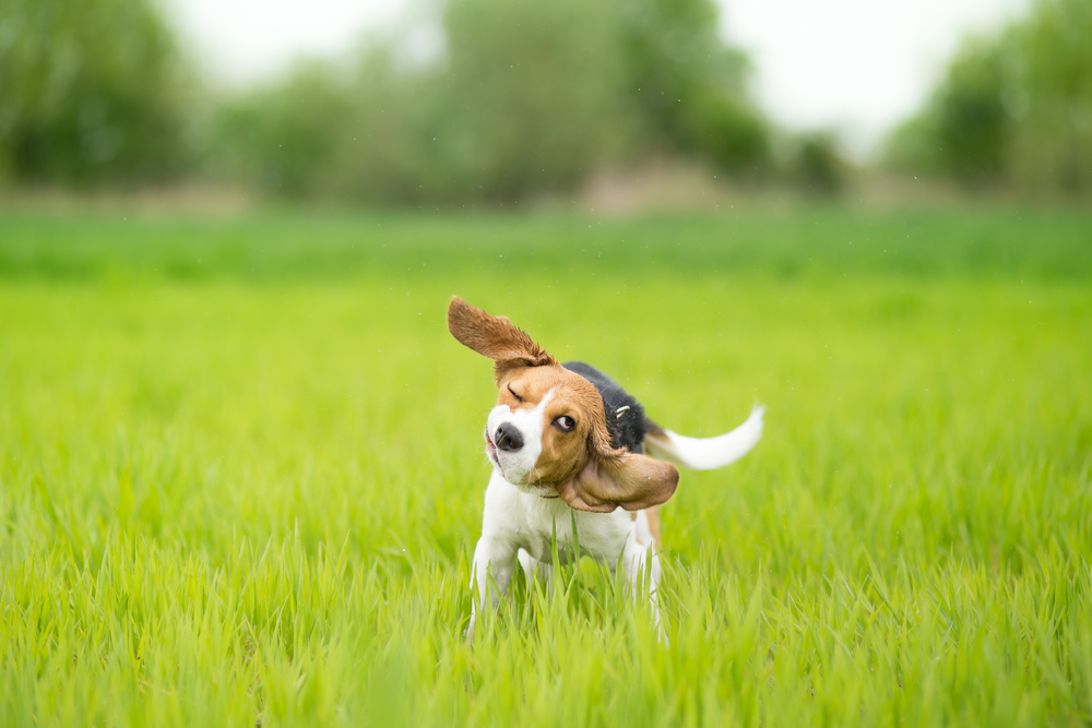 Why Dogs Shake Their Heads
