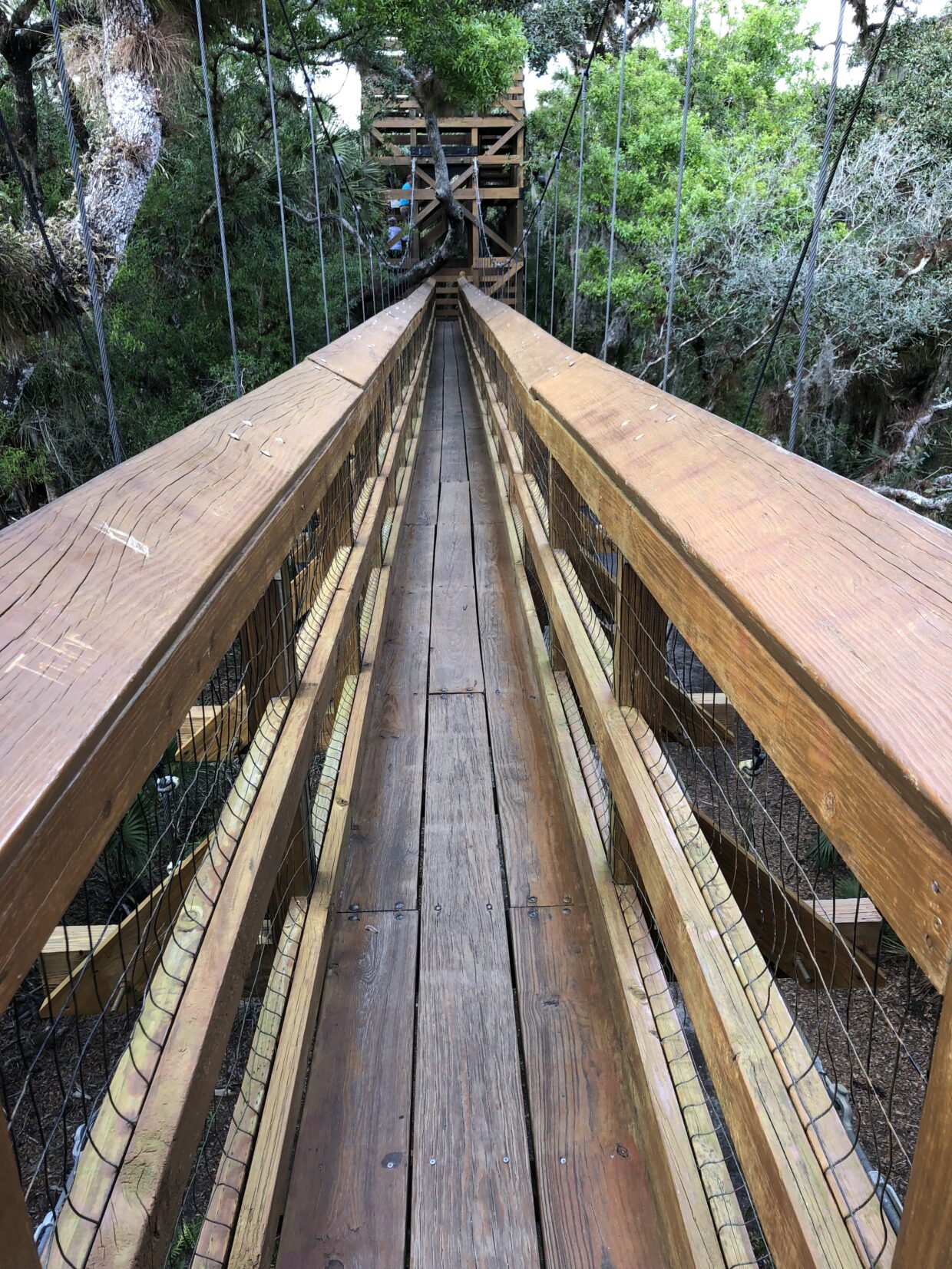 32284836_Myakka River State Park_Celebrate Nature_Bridge to Beautiful