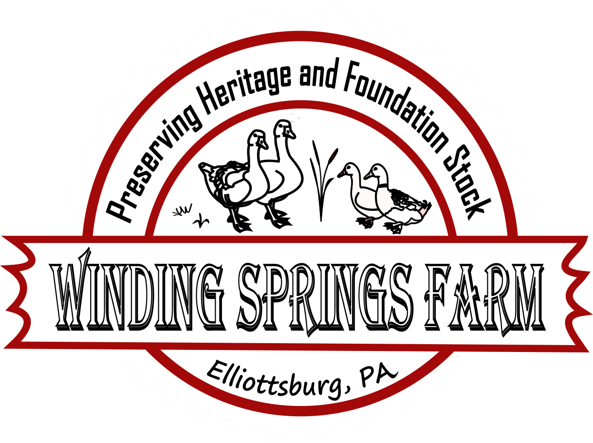 Cotton Patch Geese Winding Springs Farm