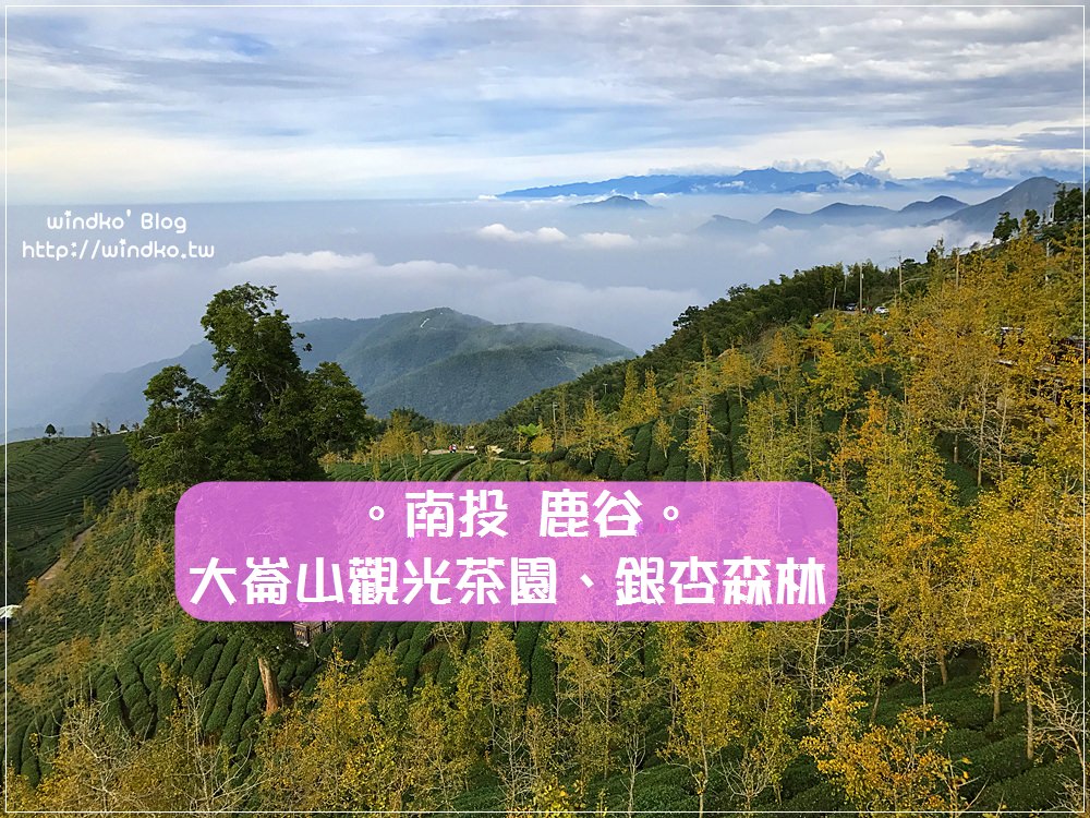 遊記∥ 南投鹿谷。銀杏、茶園、雲海共譜美麗協奏曲-大崙山觀光茶園、銀杏森林、武岫農圃