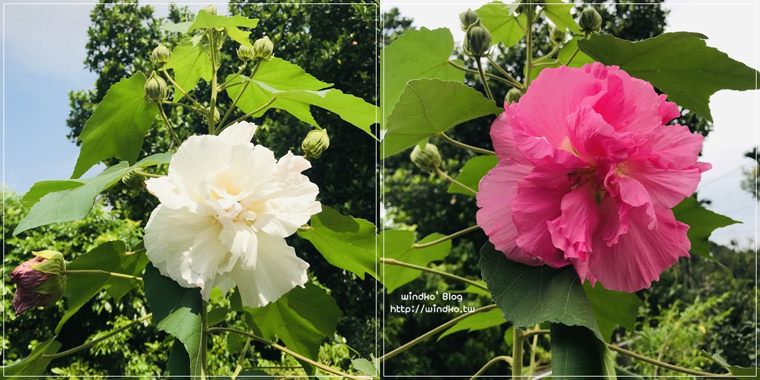 LiFe∥ 花卉 山芙蓉-早上與下午不同色，一日三變色的千面美人/三醉芙蓉