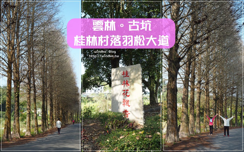 雲林景點∥ 古坑桂林村落羽松大道-桂林花飄香_大湖口溪旁，近劍湖山世界.湖光山舍