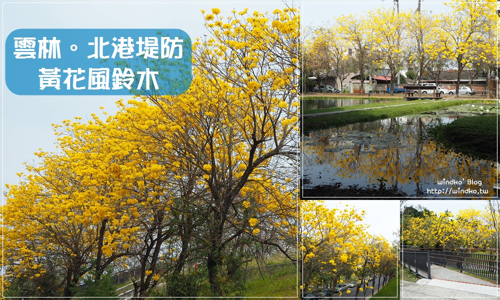 雲林遊記∥ 北港堤防、水道頭文化園區黃花風鈴木_2021年