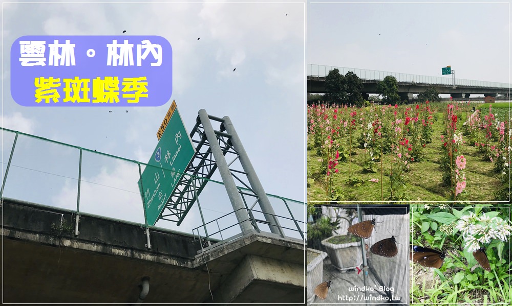 國道讓蝶道∥ 2022年雲林縣林內鄉紫斑蝶季活動，三月中～四月限定的紫蝶飛越國道3號防護網