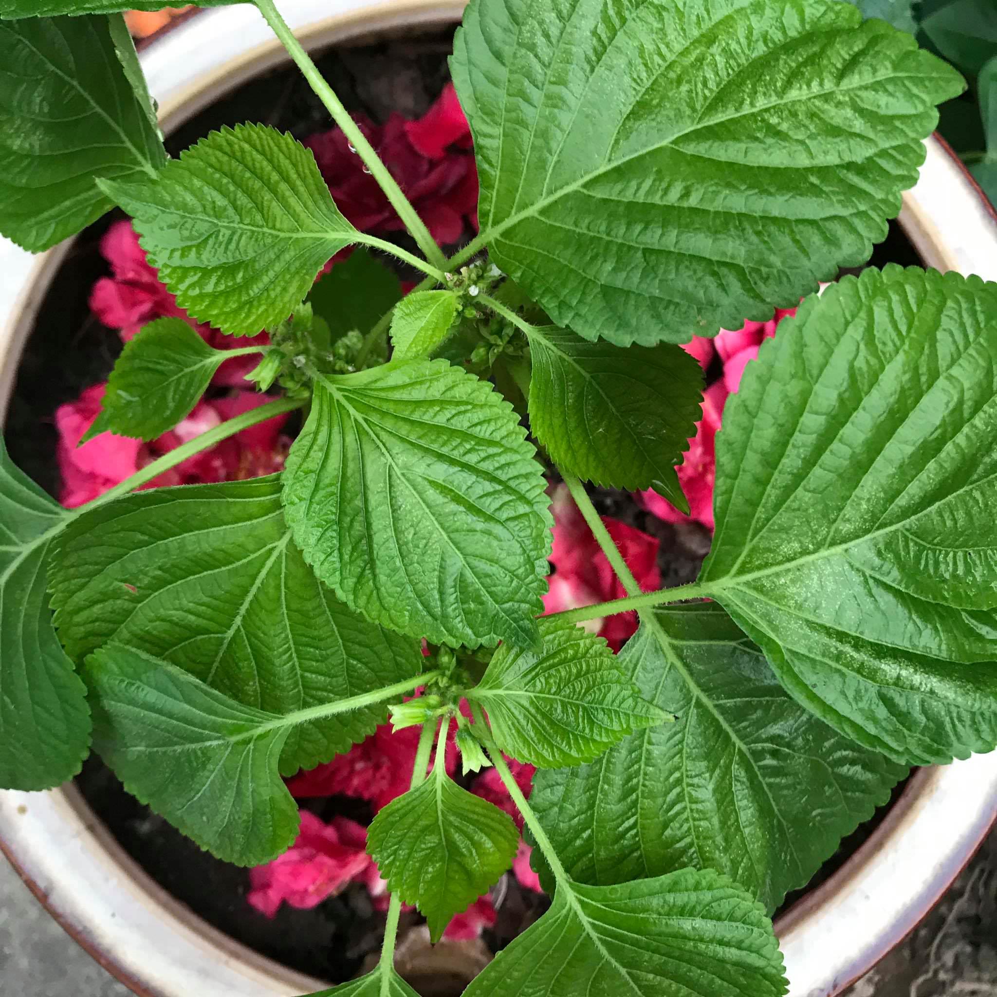 照片日誌∥ 用FB寫日記★2019/04/01~04/30