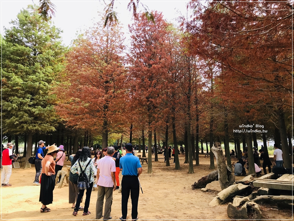 南投景點∥ 139縣道落羽松森林轉紅了！近猴探井天空之橋/微光森林